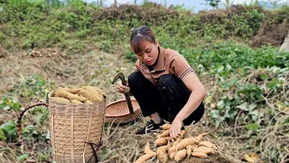 Harvesting Sweet Potato Garden go market sell - Daily Life In Farm - Cooking | Lý Thị Mùi