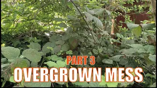 This Homeowner NEEDED Help | Free Overgrown Yard Makeover | Part 3