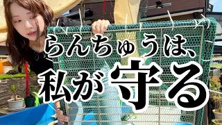 【負けるもんか】大切な金魚を害獣から守る最強蓋を作りました｜アライグマ｜らんちゅう｜害獣対策