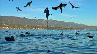 Pelican Feeding Frenzy