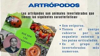 LOS ARTRÓPODOS Y SU CLASIFICACION EN INSECTOS,CRUSTÁCEOS Y ARÁCNIDOS AÑO 2023 TOTALMENTE GRATIS