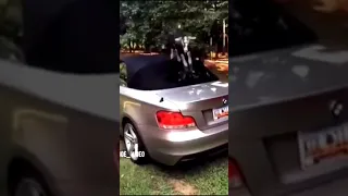 Бедный козлик на крыше BMW