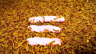 mealworms time lapse /5500superworms vs. Persian marshmallows/time lapse mealworms vs marshmallow