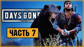 DAYS GONE #7 ☣️ - БОСС "ЗОМБИ"-МЕДВЕДЬ и Спасение Лизы - Жизнь После (2021)