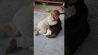 baby, cat, love