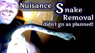 Nuisance Snake Removal Didn't Go as Planned!