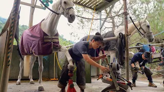 Horse hoof replacement process in Taiwan