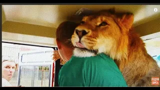 Лев заходит в автобус ПООБЩАТЬСЯ с ЛЮДЬМИ! Unforgettable Safari with lions