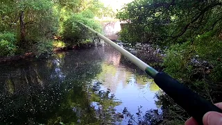 Couple of good bites....And a dead Snake!