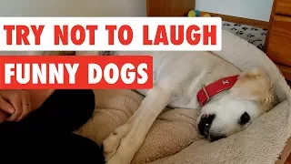 Try Not To Laugh | Funny Dog Video Compilation 2017
