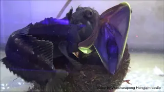 Sarcastic Fringeheads gape under visible and UV light