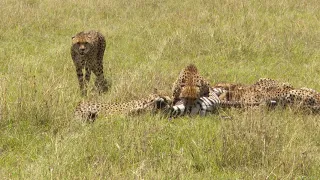 Cheetah coalition and a succesful zebra hunt