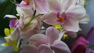 ЧАСТЬ 2.ЦВЕТЕНИЕ МОИХ ОРХИДЕЙ В КОНЦЕ МАЯ❣️😍👍🌸#orhids #phalaenopsis #flores #фаленопсис #flor 🌱🌱🌱❣️