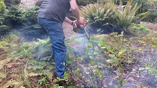 SWORD FERN SPRING TRIMMING