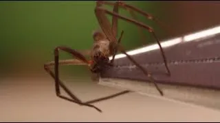 How to Identify a Brown Recluse Spider - Smarter Every Day 89