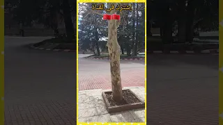 شاهد جمال مدينة إفران 🥰