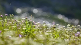 ЧЕННЕЛИНГ.  Послание семинар.