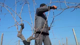 Salyanda üzüm bağlarında budama işlərinə başlanılıb