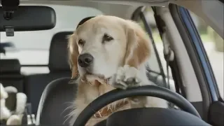 Funny commercial Dog Subaru
