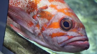 Aquarium of the Bay - San Francisco - Documentary