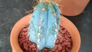 Mi COLECCIÓN DE CACTUS con sus nombres 🌵🇲🇽