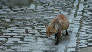 The Most Beautiful City in the World: Wildlife in Paris