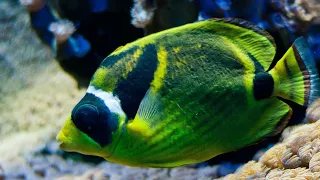 Ocean relaxing music Beautiful music calm relax music Nature aquarium 4k #shorts #nature #ocean