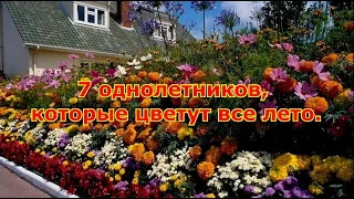 Топ 7 однолетников которые цветут все лето