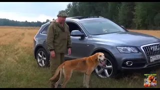 Шалободовская дорожка. Русские гончие  Баян , Дара вл. Первышов Д. и Сигнал(Плакуня) вл. Шатров В.А.