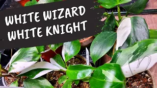 Philodendron White Wizard oraz White Knight