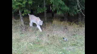 Lynx catches a bird