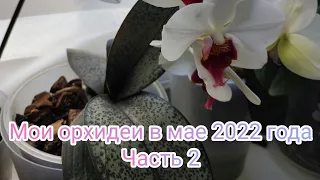 Обзор моих орхидей в мае 2022 года. ( часть 2)#орхидеи#цветы#цветение
