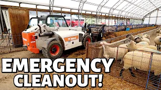 7 DAYS OF LAMBING: DAY SEVEN (Emergency Barn Cleanout DURING LAMBING!): Vlog 353