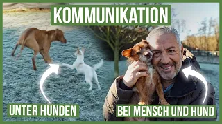 Mit DEINEM Hund richtig kommunizieren! 🥰 DAS solltest Du beachten...