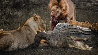 A terrifying battle! The ending is heartbreaking when the crocodile bullies the lion pride and steal