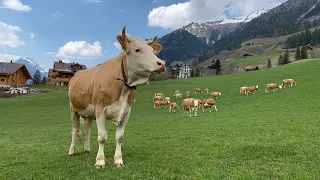 Première sortie des vaches dans les champs !