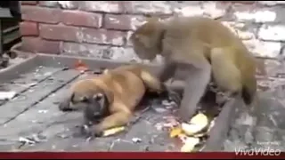 Monkey and Dog Fighting