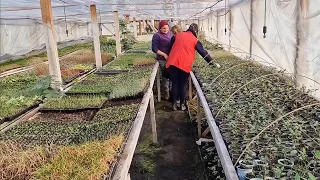 Вирощування Квітів і пряні трави в Теплиці цілий рік Бізнес в Селі. Квіти ОПТ