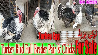 Turkey Birds 🦃 All Colour Breeder pair For Sale or Turkey Egg 🥚 For sale and Turkey Chikes for sal