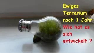 Ewiges Terrarium ein Jahr später – Wie hat es sich nach einem Jahr ( 1 ) entwickelt ?