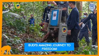 Budi The Orangutan And His Amazing Journey