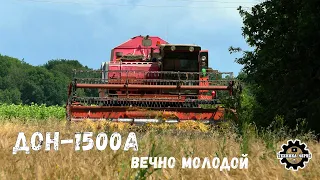 Комбайн ДОН-1500А на уборке ячменя Уборочная 2021 Выпущен в 1992 году и еще с двигателем СМД-31