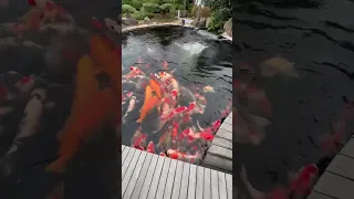 Zu Besuch bei Koi Fans Germany. Alexander Essel‘s Jumbo Koi Teich!