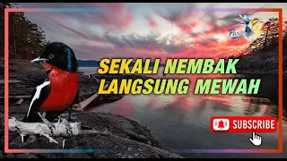 MASTERAN Burung Kombinasi, Sekali Nembak Langsung Mewah