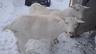 Зачем Козам нужна соль.