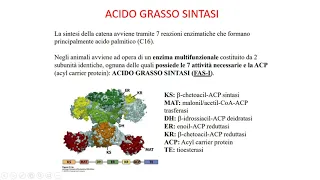 23. Biosintesi degli acidi grassi