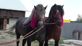 Armasarii lui Costica Bodale de la Marginea, Bucovina - 2019 Nou!!!