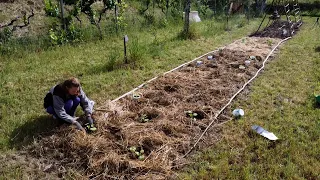 Starting from Scratch: A New Vegetable Garden