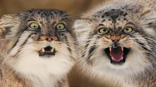 When your wife is a Pallas's cat. Manuls Bol and Polly