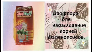 Цеофлора для наращивания корней фаленопсисов.